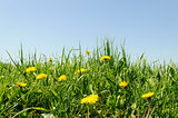 Flowering dandelions in grass