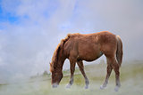 One horse in fog grazing.