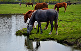 Horses grazing in a spring meadow.
