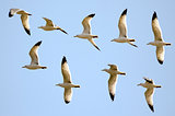 Flight of the gulls