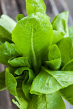 Green romaine lettuce
