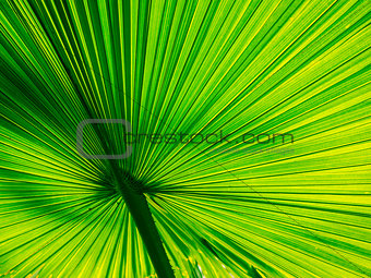 fan palm have beautiful  lines