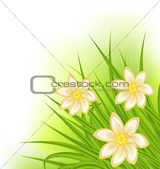 Green grass with flowers, spring background