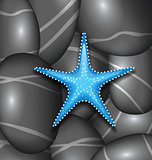 Blue starfish among sea pebble stones