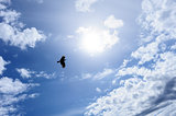 Raven or crow in the blue sky