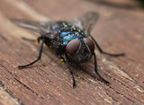 Blue blow-fly closeup macro