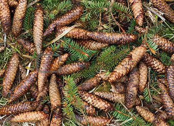 Spruce cones and branches
