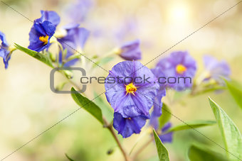 Nice summer meadow , shallow depth of field with focus on one of the Cosmos Flower