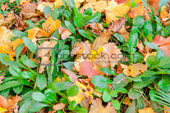 Autumn leaves on green grass