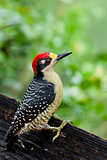 Black - cheeked Woodpecker