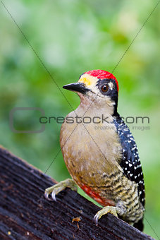 Black - cheeked Woodpecker