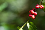 Coffee Berries