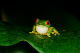 red eyes tree frog