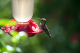Hummingbird Resting