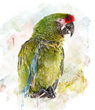 Watercolor Image Of  Parrot