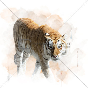 Tiger Walking