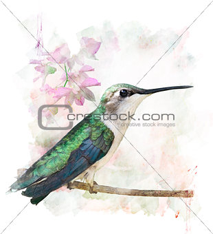 Hummingbird Perching