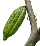 Cocoa Tree With Fruit