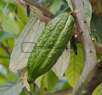 Cocoa Tree With Fruits