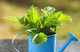 Nettles in a blue watering can on the table