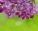 Spring Purple Lilac Flowers on the Green Background