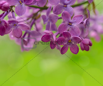 Spring Purple Lilac Flowers on the Green Background
