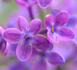 Spring Purple Lilac Flowers on the Green Background