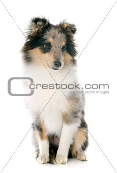 shetland puppy