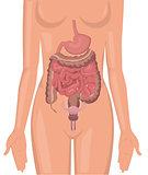 Women body digestive system illustration