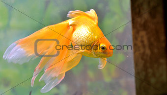 Gold fish (golden carp)