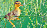 seven days old duckling swimming 
