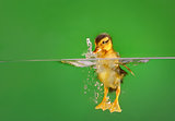 seven days old duckling swimming