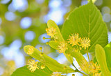 Linden blossoms at tree