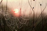 Rising sun in the cobweb