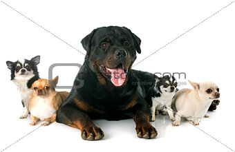 rottweiler and chihuahuas