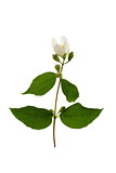 Sprig of flowering jasmine.