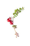 Cranberry twig on white