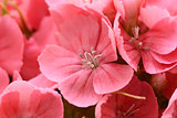 Macro of pink sweet william blooms