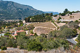 Hillside vineyard