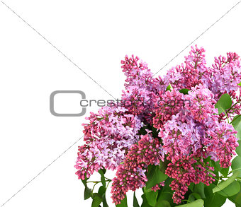 Bouquet of purple lilac on white