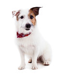 Puppy  jack russel terrier dog on a white background