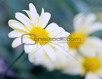 Camomile flower