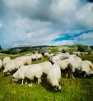 Sheep in the field
