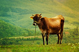 Cow in the Field