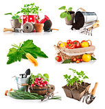 Set seedlings and harvest vegetable
