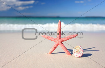 Sea star and seashell on the seashore