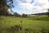 Rolling hills and cattle grazing Southern Highlands Australia