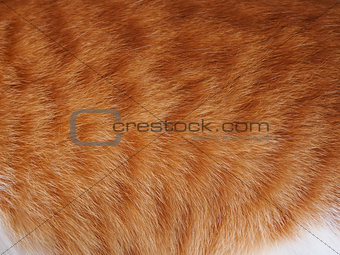 Texture of ginger cat.