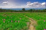 Siam tulip on the plateau,Chai Ya Phoom,Thailand
