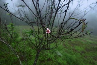 Peach tree and its flower in winter season